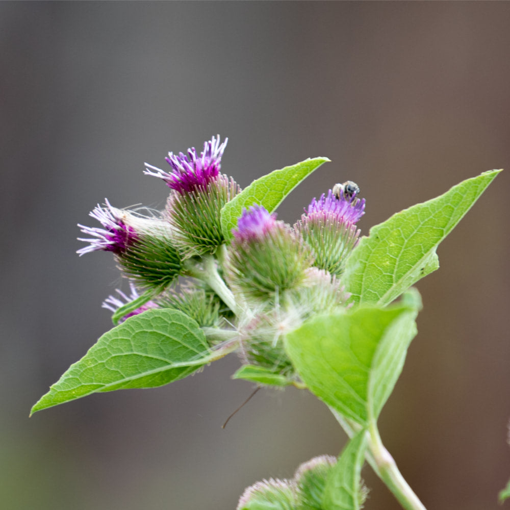 Burdock Powder