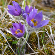 Pulsatilla tincture (bottled)