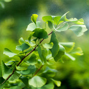 Ginkgo tincture (bottled)