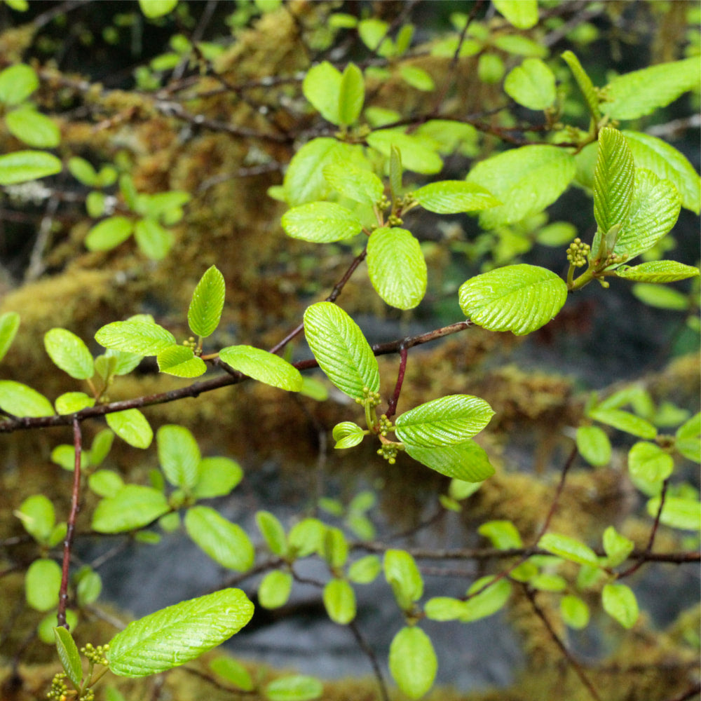 Cascara Sagrada