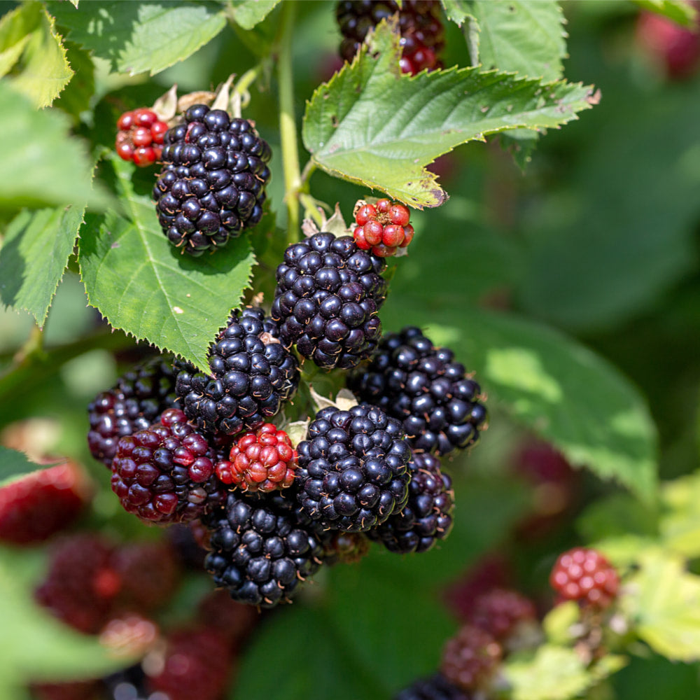 Blackberry