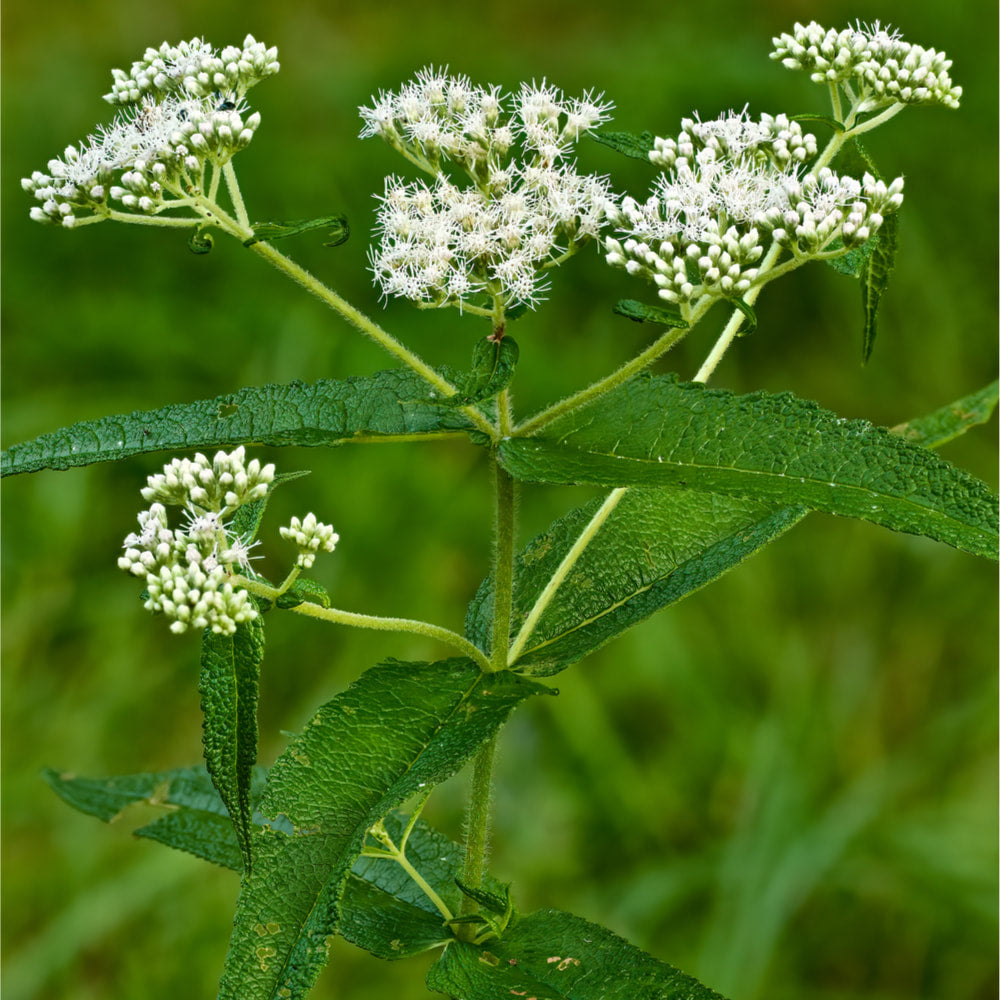 Boneset