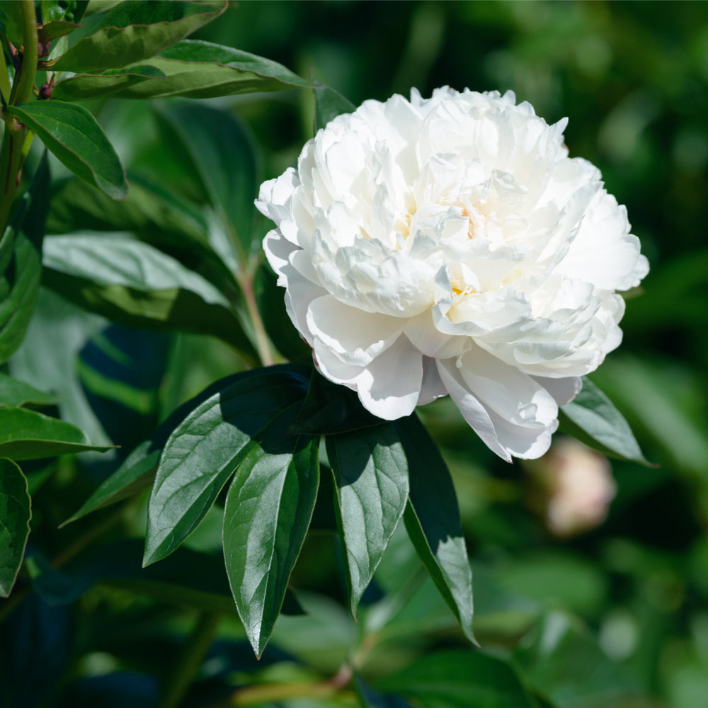 White peony tincture (bottled)