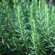 Rosemary tincture (bottled)