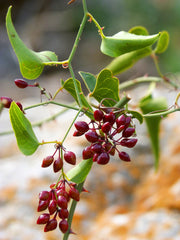 Sarsaparilla, Jamaican tincture (bottled)