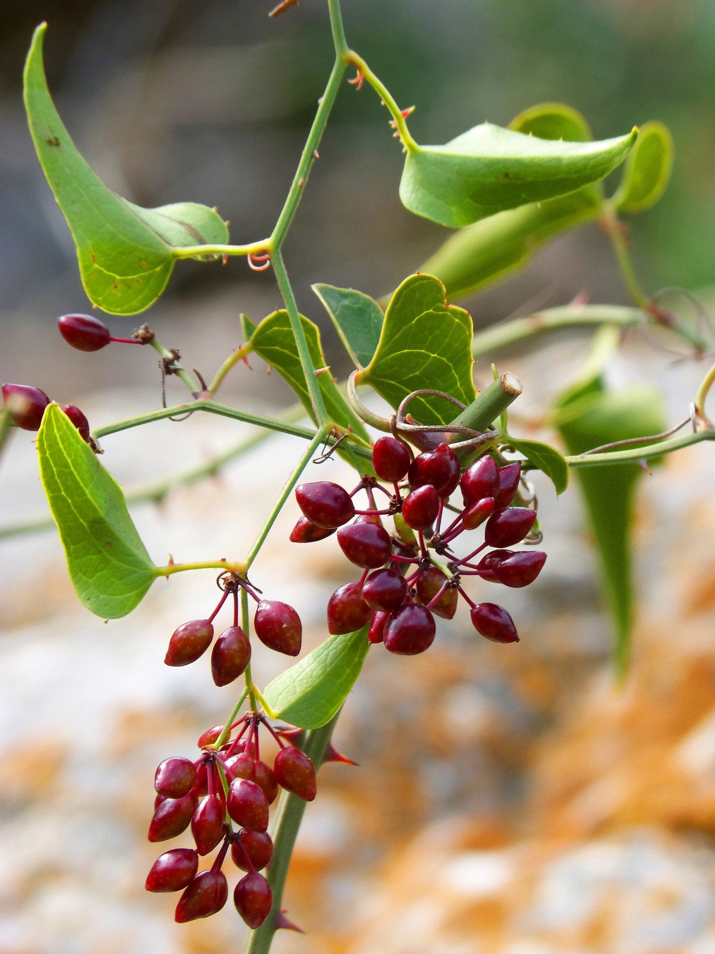 Sarsaparilla, Jamaican tincture (bottled)