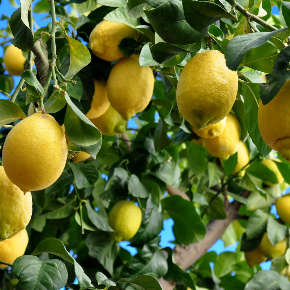Lemon peel