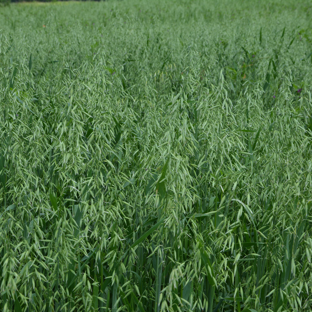 Oatstraw