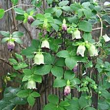 Codonopsis
