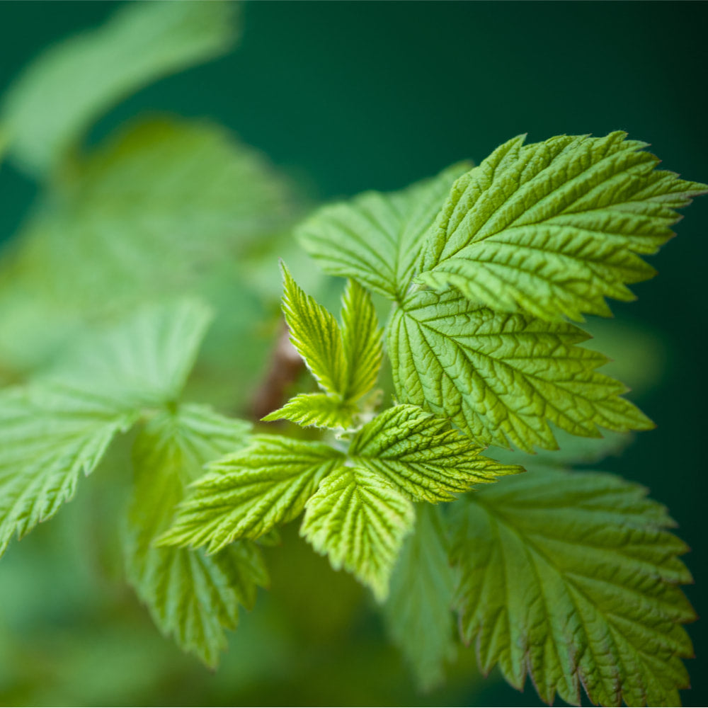 Raspberry Leaf