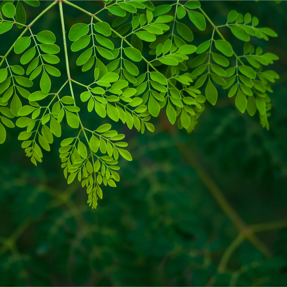 Moringa