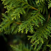 Thuja (cedar) tincture (bottled)