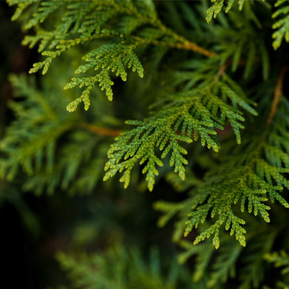 Thuja (cedar) tincture (bottled)