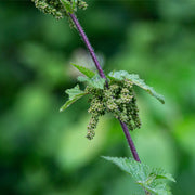Nettle Seed tincture (bottled)