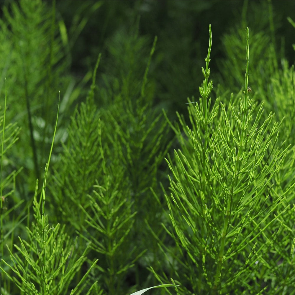 Horsetail Tincture (bottled)
