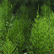 Horsetail Tincture (bottled)