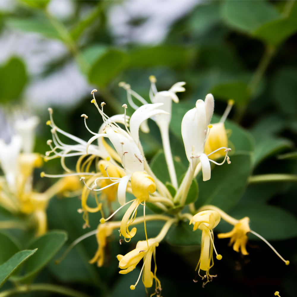 Honeysuckle