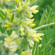 Astragalus glycerite (bottled)