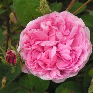 Rose Powder