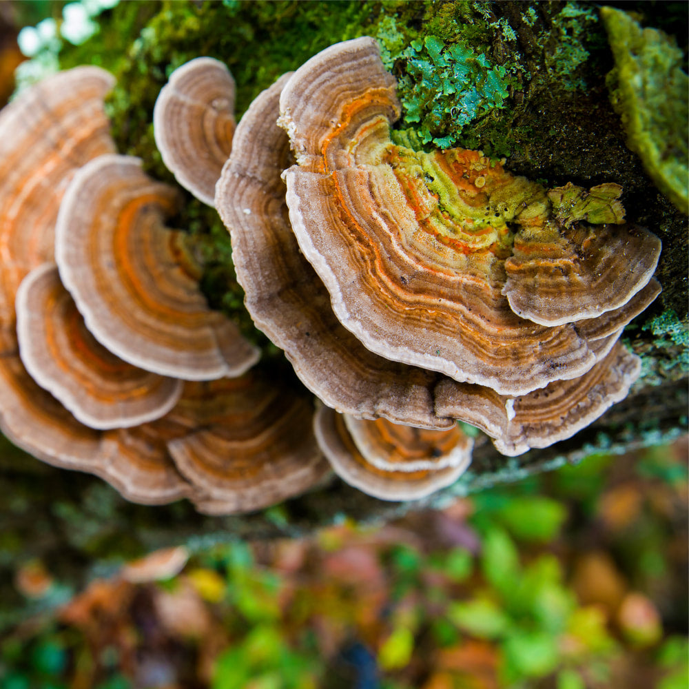 Turkey tail
