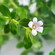 Bacopa tincture (bottled)