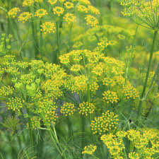 Fennel Powder