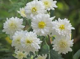 Chrysanthemum, white