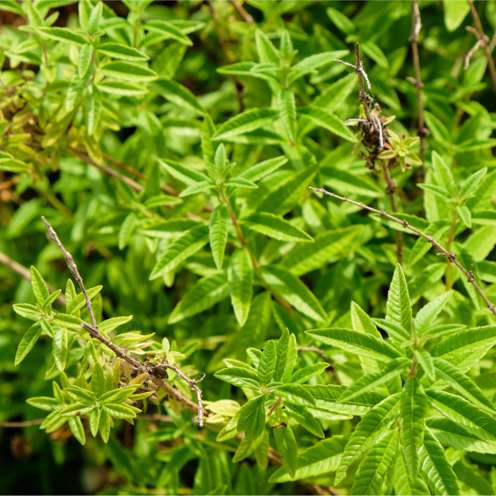Lemon verbena
