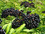 Elderberries 4 oz Single