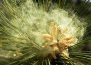Pine Pollen Tincture (bottled)