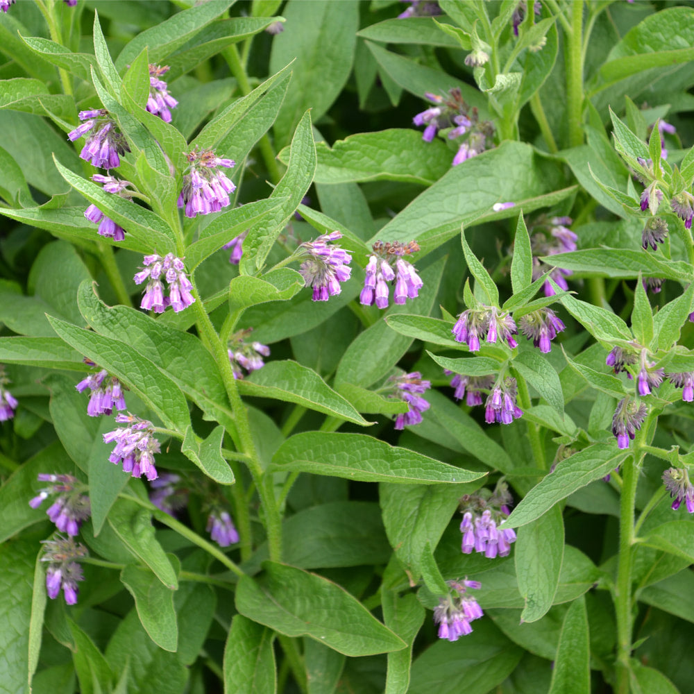 Comfrey Leaf