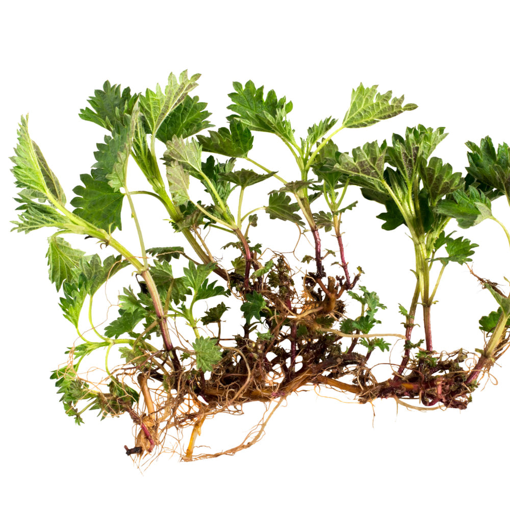 Nettle root tincture (bottled)