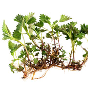 Nettle root tincture (bottled)