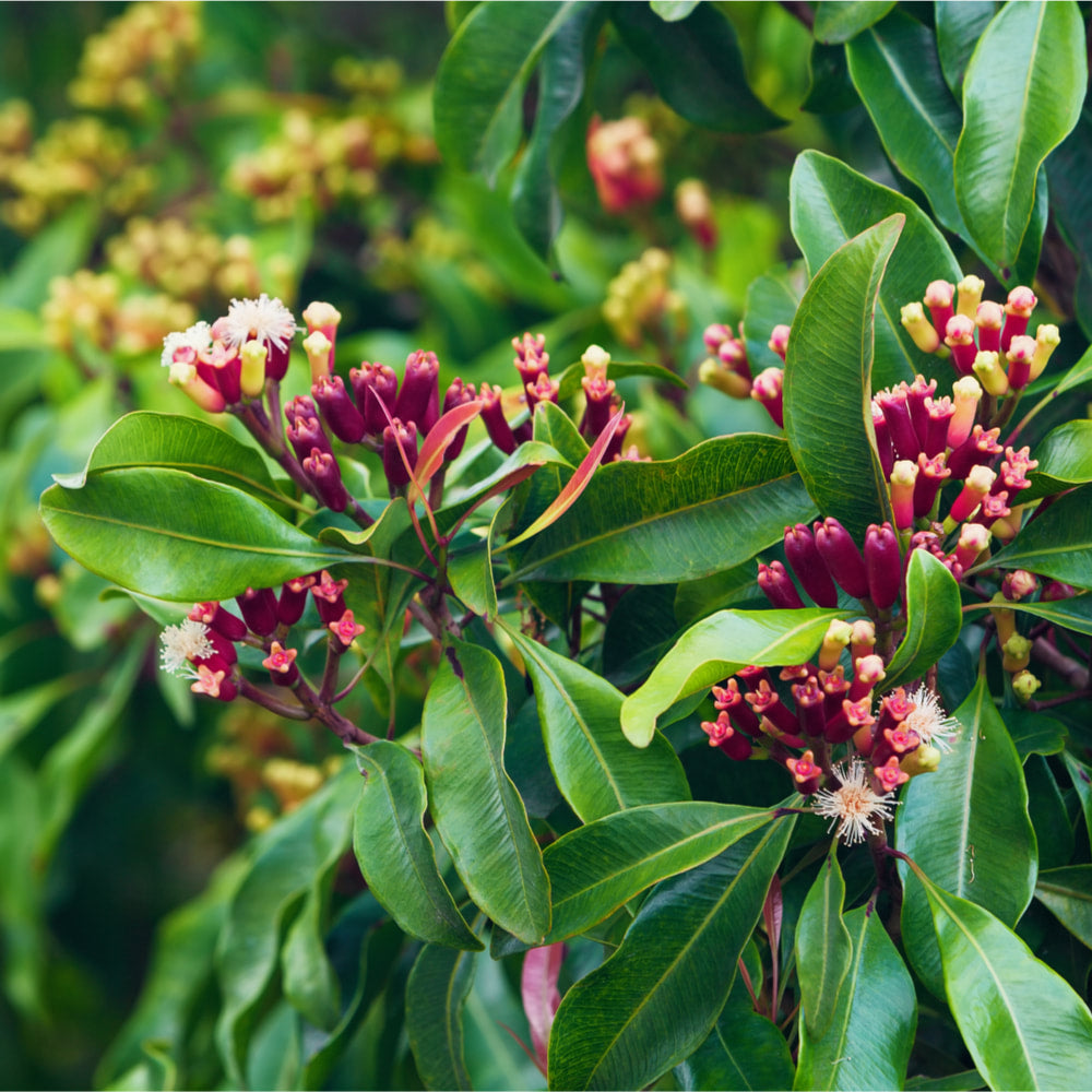 Cloves