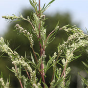 Mugwort tincture (bottled)