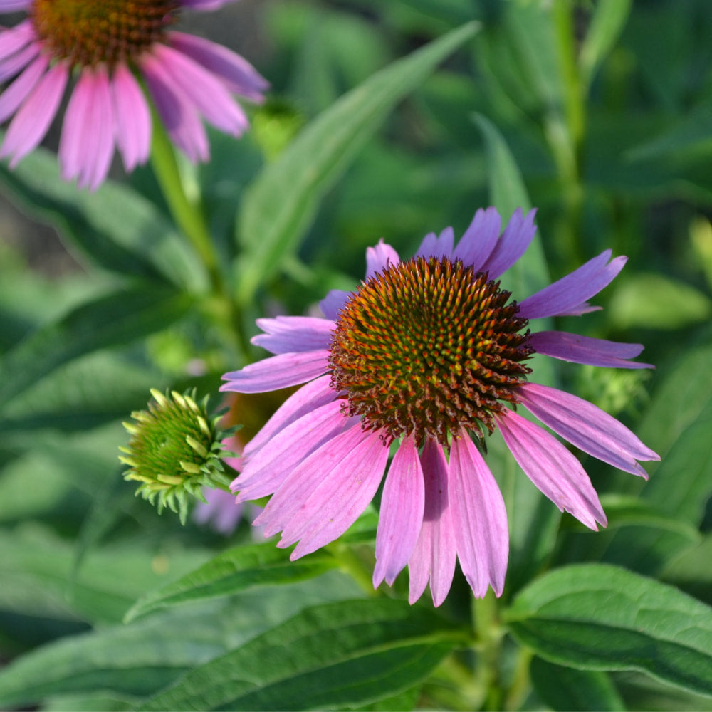 Echinacea Tops tincture (bottled)