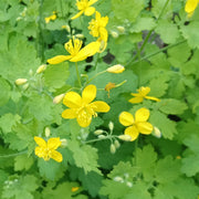 Celandine tincture (bottled)