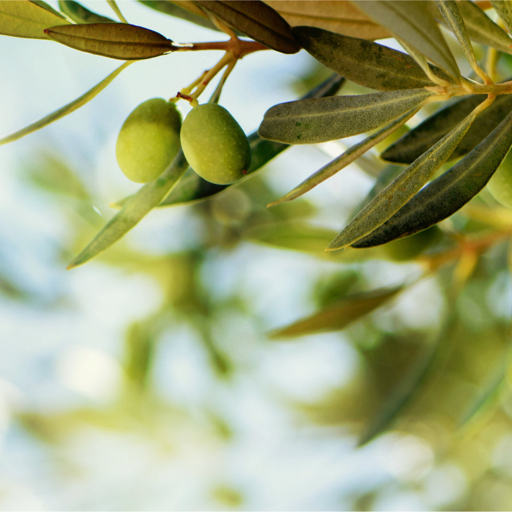 Olive leaf tincture (bottled)
