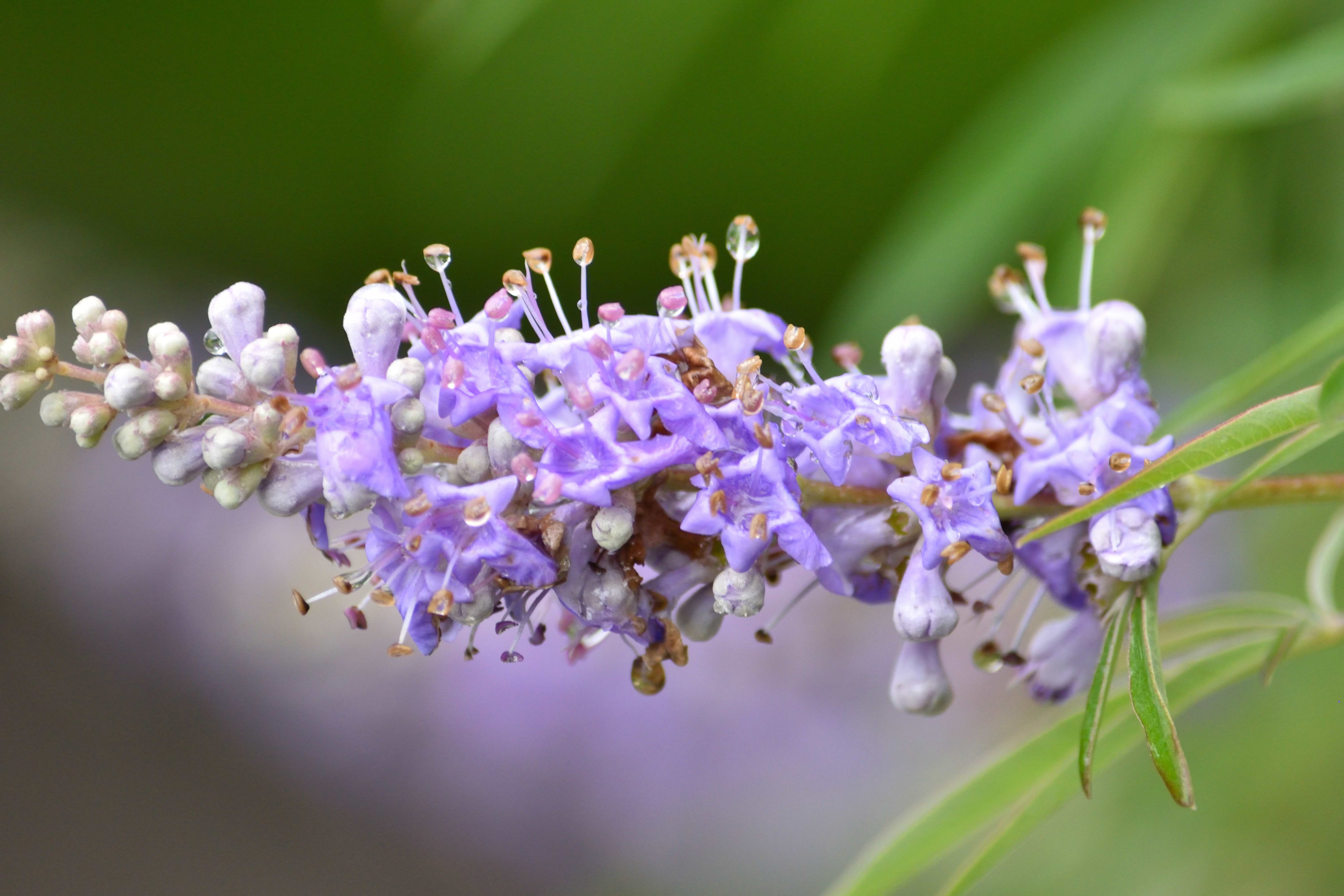 Vitex
