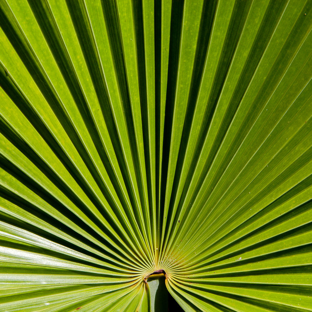 Saw Palmetto