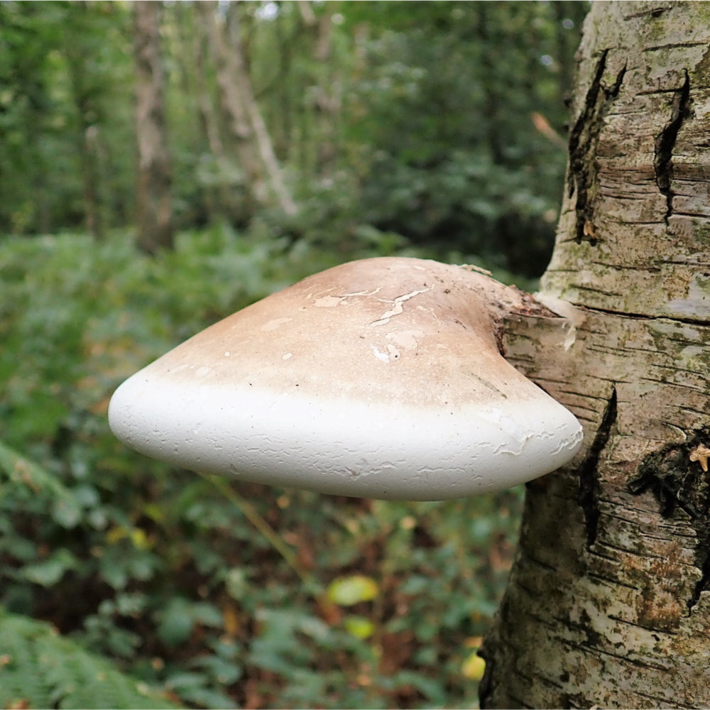 Birch Polypore