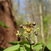 Blue Cohosh tincture (bottled)
