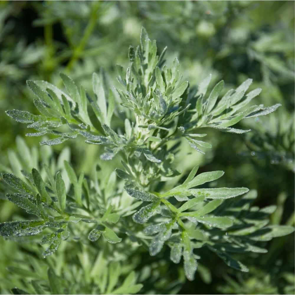 Wormwood