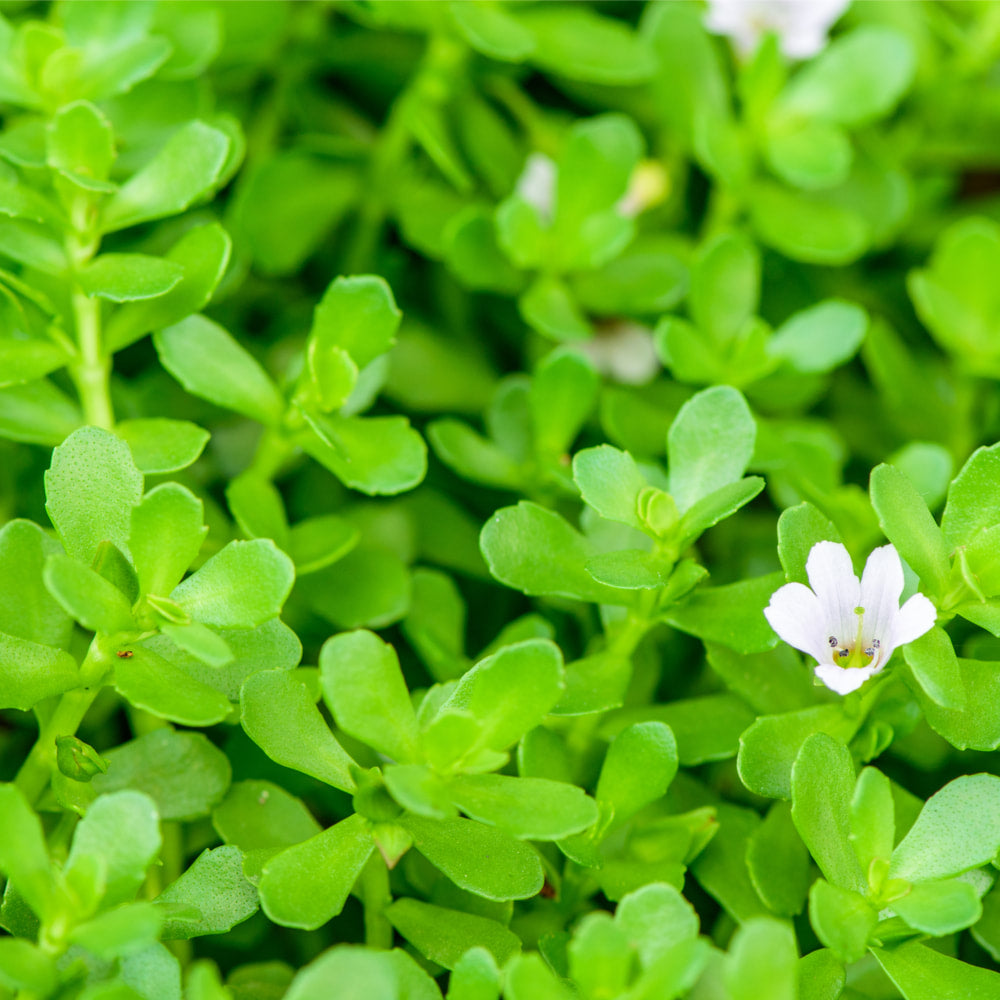 Bacopa (Brahmi)