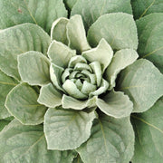 Mullein leaf tincture (bottled)