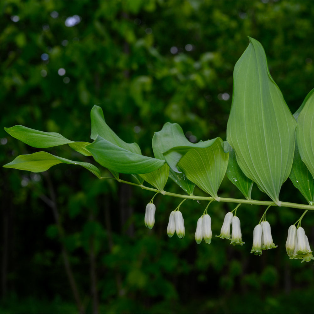 Solomon’s seal tincture (bottled)