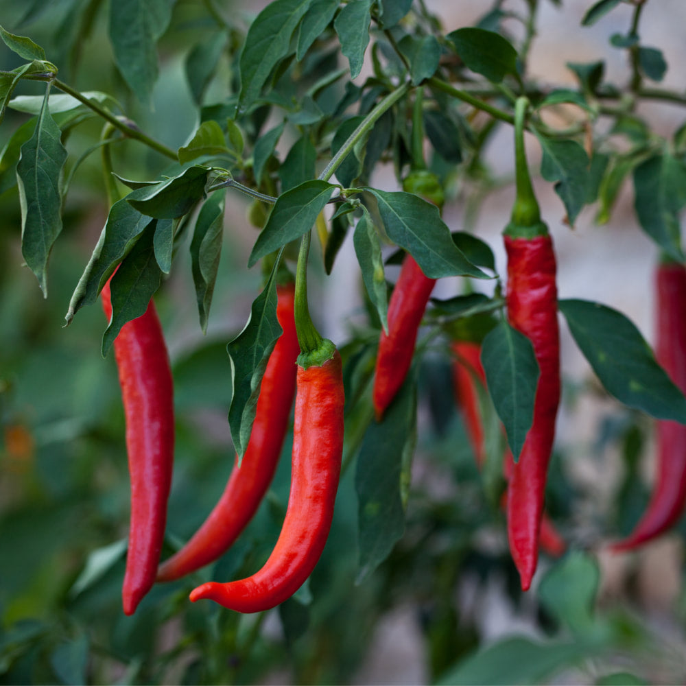Cayenne Powder