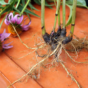 Echinacea root tincture (bottled)