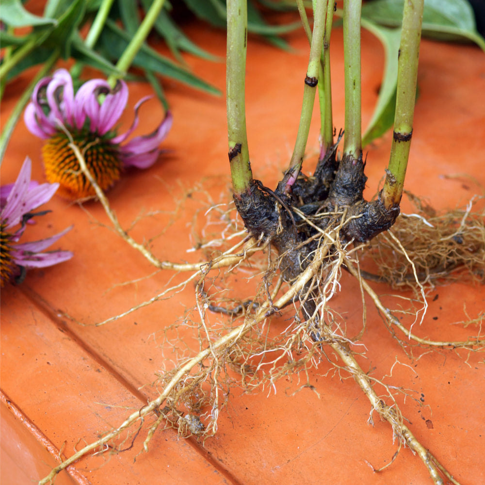 Echinacea root tincture (bottled)