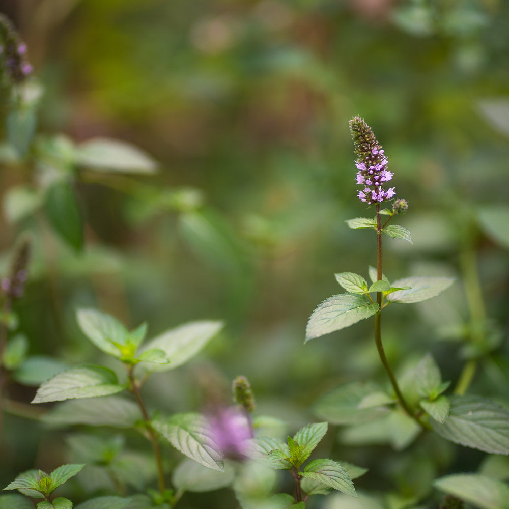 Peppermint